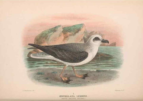 Reproducción/Reproduction 48684302826: The Birds of Australia. London :Witherby & Co.,1910-1927.. 