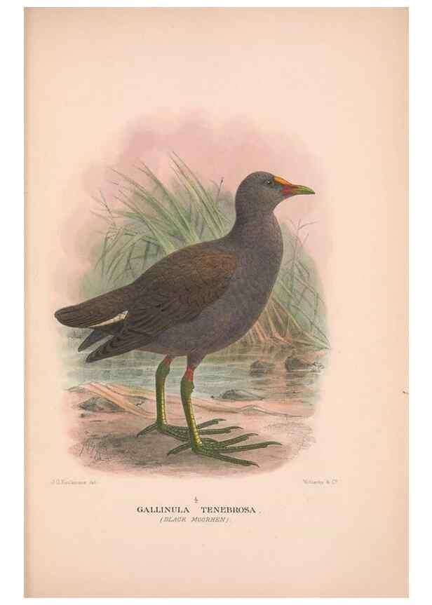 Reproducción/Reproduction 48683874928: The Birds of Australia. London :Witherby & Co.,1910-1927.. 