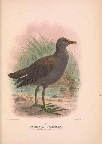 Reproducción/Reproduction 48683874928: The Birds of Australia. London :Witherby & Co.,1910-1927.. 