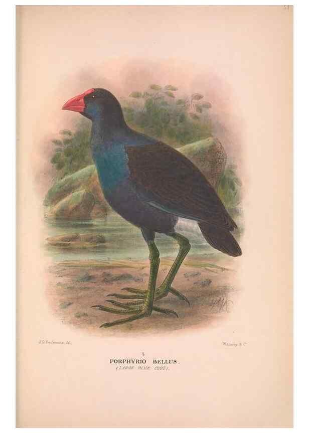 Reproducción/Reproduction 48684389497: The Birds of Australia. London :Witherby & Co.,1910-1927.. 