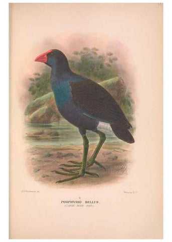 Reproducción/Reproduction 48684389497: The Birds of Australia. London :Witherby & Co.,1910-1927.. 