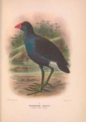 Reproducción/Reproduction 48684389497: The Birds of Australia. London :Witherby & Co.,1910-1927.. 