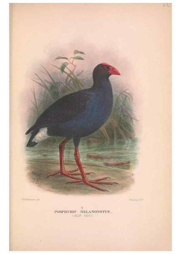 Reproducción/Reproduction 48684214601: The Birds of Australia. London :Witherby & Co.,1910-1927.. 