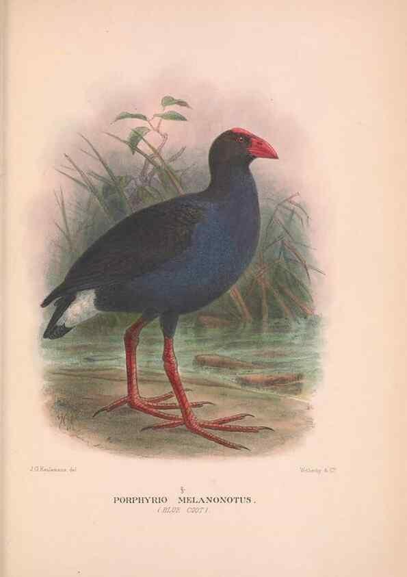 Reproducción/Reproduction 48684214601: The Birds of Australia. London :Witherby & Co.,1910-1927.. 