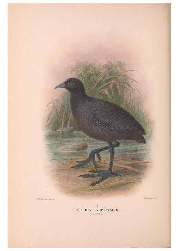 Reproducción/Reproduction 48684214916: The Birds of Australia. London :Witherby & Co.,1910-1927.. 