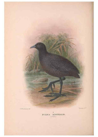 Reproducción/Reproduction 48684214916: The Birds of Australia. London :Witherby & Co.,1910-1927.. 