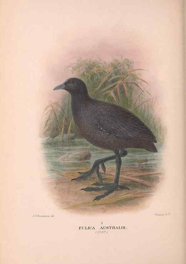 Reproducción/Reproduction 48684214916: The Birds of Australia. London :Witherby & Co.,1910-1927.. 