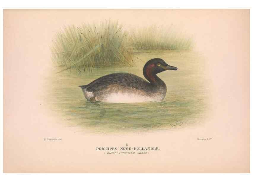 Reproducción/Reproduction 48684216071: The Birds of Australia. London :Witherby & Co.,1910-1927.. 