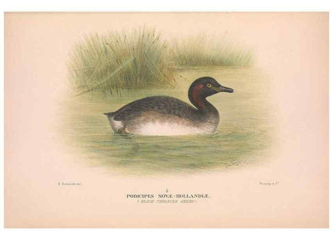Reproducción/Reproduction 48684216071: The Birds of Australia. London :Witherby & Co.,1910-1927.. 