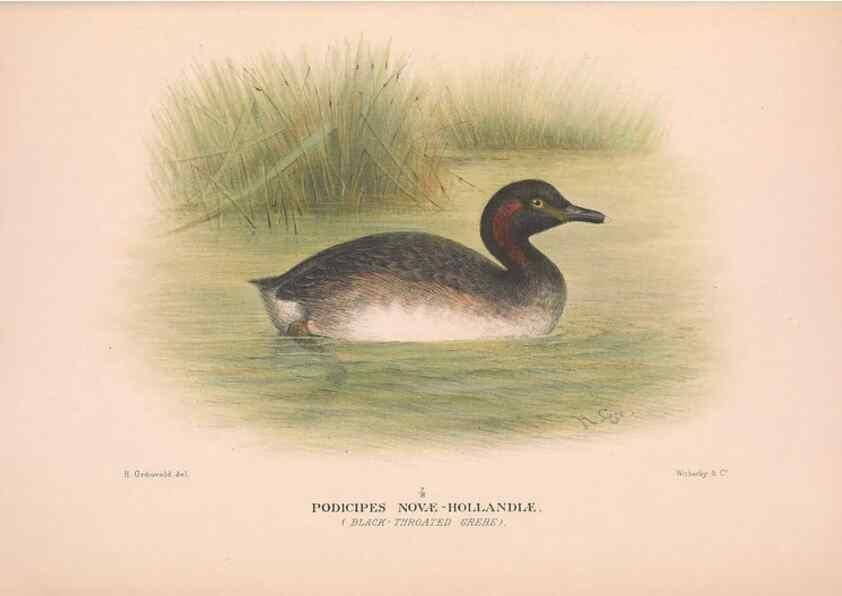 Reproducción/Reproduction 48684216071: The Birds of Australia. London :Witherby & Co.,1910-1927.. 