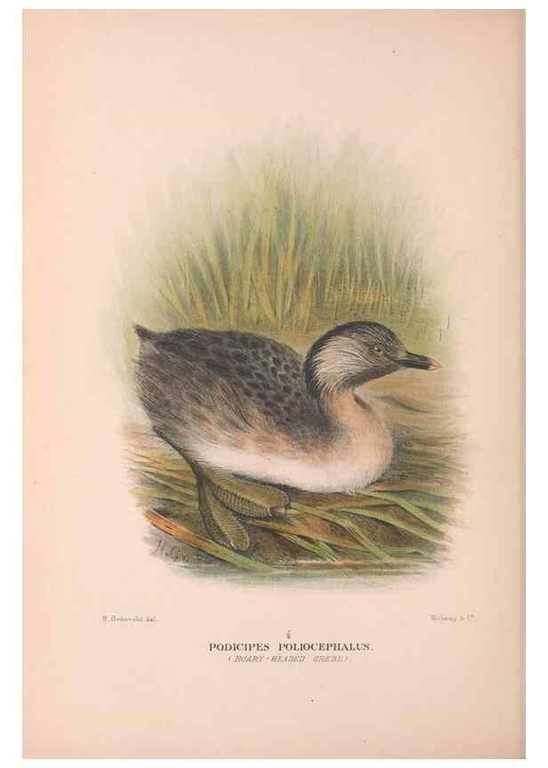 Reproducción/Reproduction 48684216446: The Birds of Australia. London :Witherby & Co.,1910-1927.. 