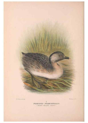 Reproducción/Reproduction 48684216446: The Birds of Australia. London :Witherby & Co.,1910-1927.. 