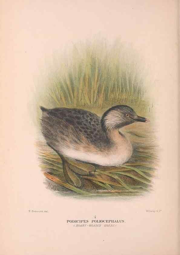 Reproducción/Reproduction 48684216446: The Birds of Australia. London :Witherby & Co.,1910-1927.. 