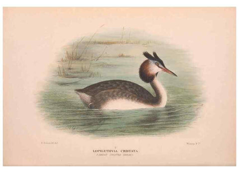 Reproducción/Reproduction 48683878153: The Birds of Australia. London :Witherby & Co.,1910-1927.. 