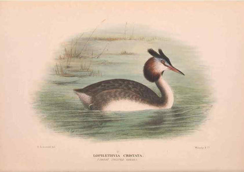 Reproducción/Reproduction 48683878153: The Birds of Australia. London :Witherby & Co.,1910-1927.. 
