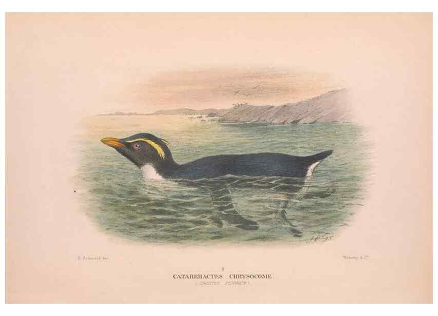 Reproducción/Reproduction 48684392517: The Birds of Australia. London :Witherby & Co.,1910-1927.. 