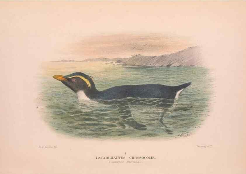 Reproducción/Reproduction 48684392517: The Birds of Australia. London :Witherby & Co.,1910-1927.. 