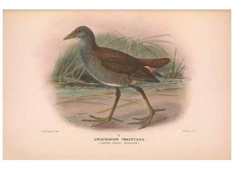 Reproducción/Reproduction 48684389172: The Birds of Australia. London :Witherby & Co.,1910-1927.. 