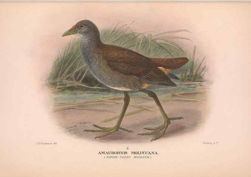 Reproducción/Reproduction 48684389172: The Birds of Australia. London :Witherby & Co.,1910-1927.. 