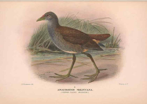 Reproducción/Reproduction 48684389172: The Birds of Australia. London :Witherby & Co.,1910-1927.. 