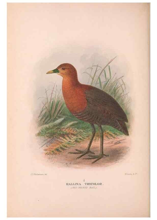 Reproducción/Reproduction 48684385837: The Birds of Australia. London :Witherby & Co.,1910-1927.. 