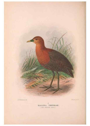 Reproducción/Reproduction 48684385837: The Birds of Australia. London :Witherby & Co.,1910-1927.. 