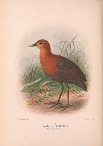 Reproducción/Reproduction 48684385837: The Birds of Australia. London :Witherby & Co.,1910-1927.. 