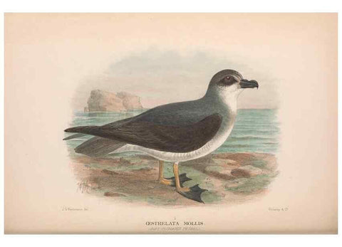Reproducción/Reproduction 48683965443: The Birds of Australia. London :Witherby & Co.,1910-1927.. 