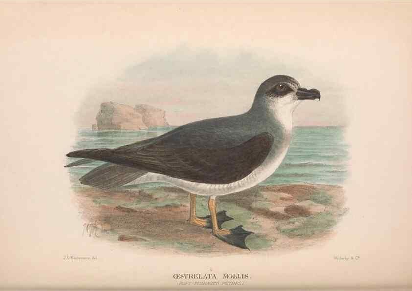 Reproducción/Reproduction 48683965443: The Birds of Australia. London :Witherby & Co.,1910-1927.. 