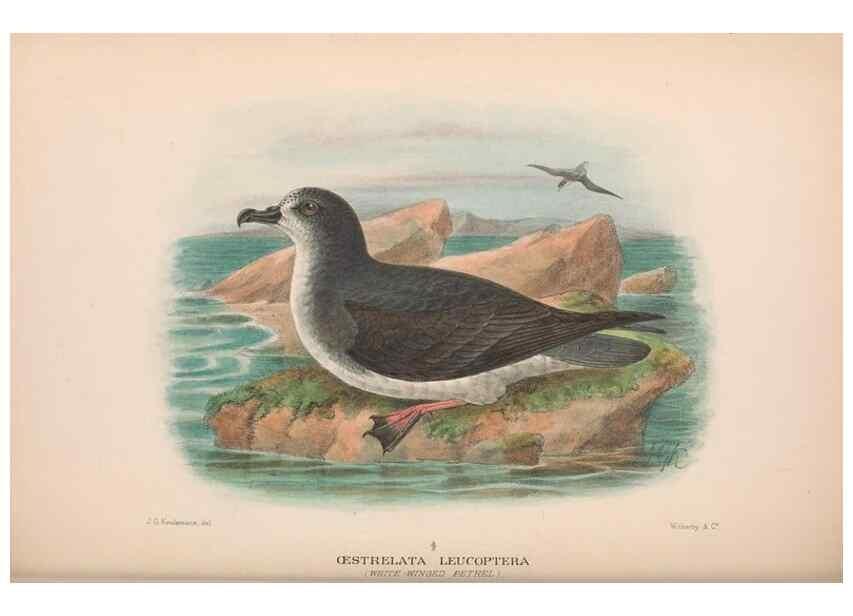 Reproducción/Reproduction 48683966108: The Birds of Australia. London :Witherby & Co.,1910-1927.. 