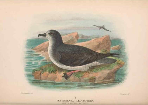 Reproducción/Reproduction 48683966108: The Birds of Australia. London :Witherby & Co.,1910-1927.. 
