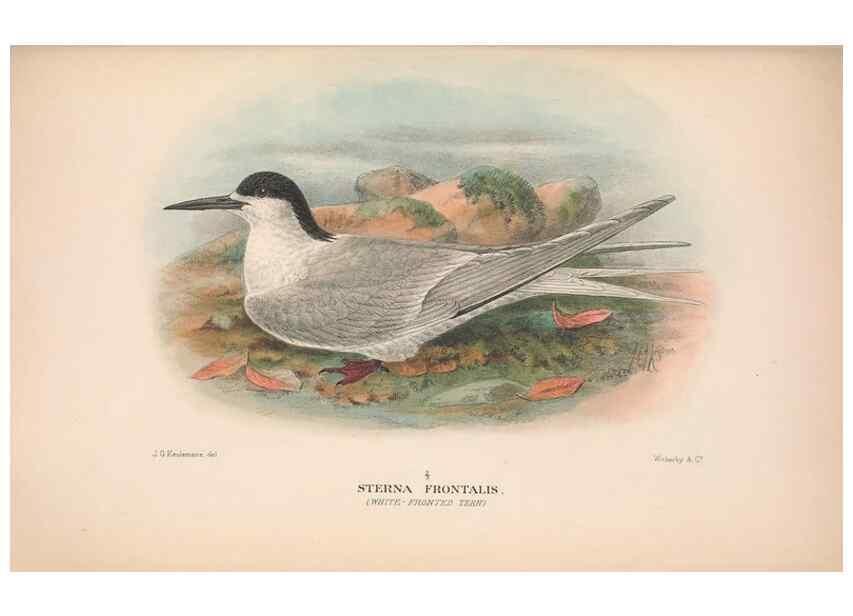 Reproducción/Reproduction 48683973573: The Birds of Australia. London :Witherby & Co.,1910-1927.. 