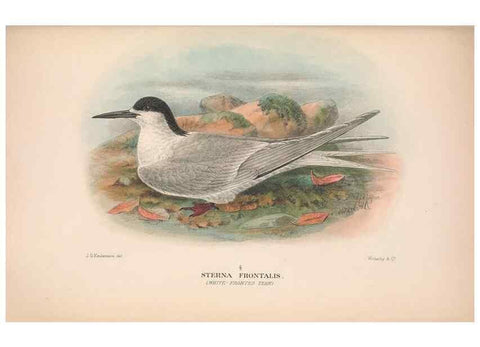 Reproducción/Reproduction 48683973573: The Birds of Australia. London :Witherby & Co.,1910-1927.. 
