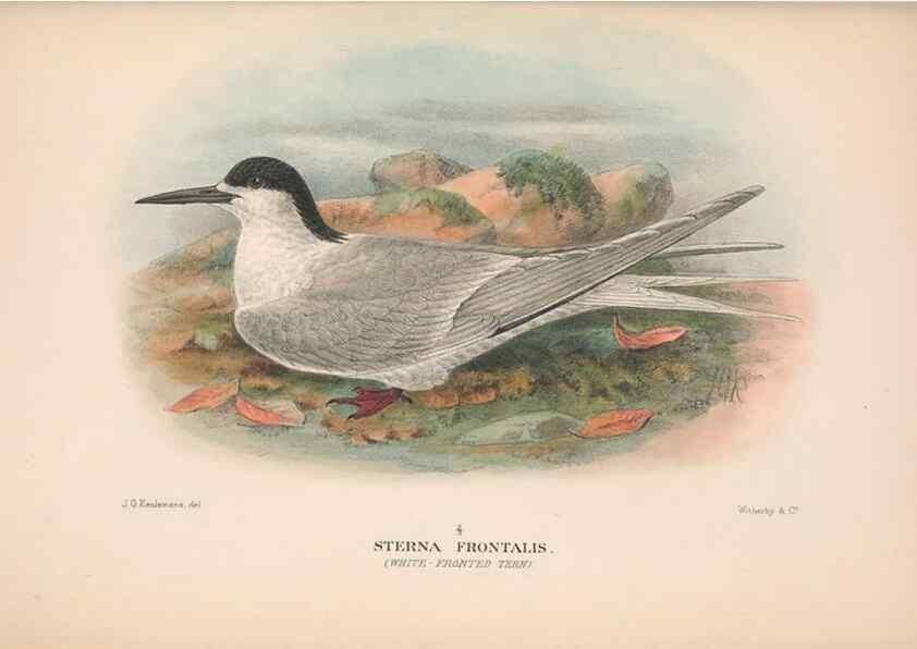 Reproducción/Reproduction 48683973573: The Birds of Australia. London :Witherby & Co.,1910-1927.. 