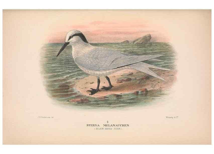 Reproducción/Reproduction 48683973813: The Birds of Australia. London :Witherby & Co.,1910-1927.. 