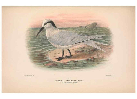 Reproducción/Reproduction 48683973813: The Birds of Australia. London :Witherby & Co.,1910-1927.. 