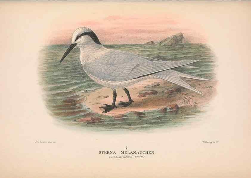 Reproducción/Reproduction 48683973813: The Birds of Australia. London :Witherby & Co.,1910-1927.. 