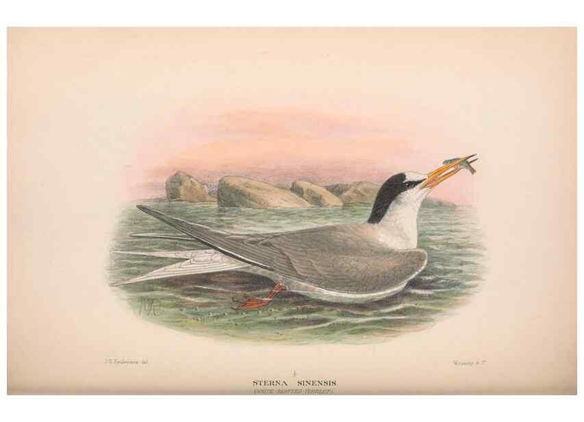 Reproducción/Reproduction 48684487542: The Birds of Australia. London :Witherby & Co.,1910-1927.. 