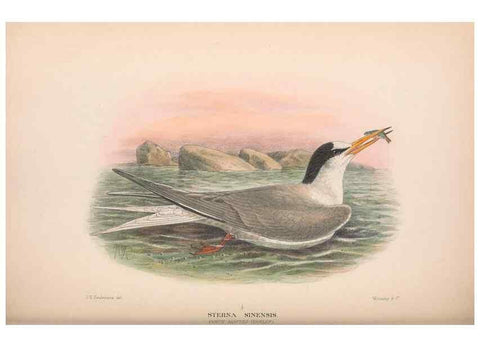 Reproducción/Reproduction 48684487542: The Birds of Australia. London :Witherby & Co.,1910-1927.. 