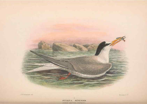 Reproducción/Reproduction 48684487542: The Birds of Australia. London :Witherby & Co.,1910-1927.. 