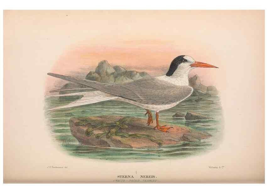 Reproducción/Reproduction 48683974358: The Birds of Australia. London :Witherby & Co.,1910-1927.. 