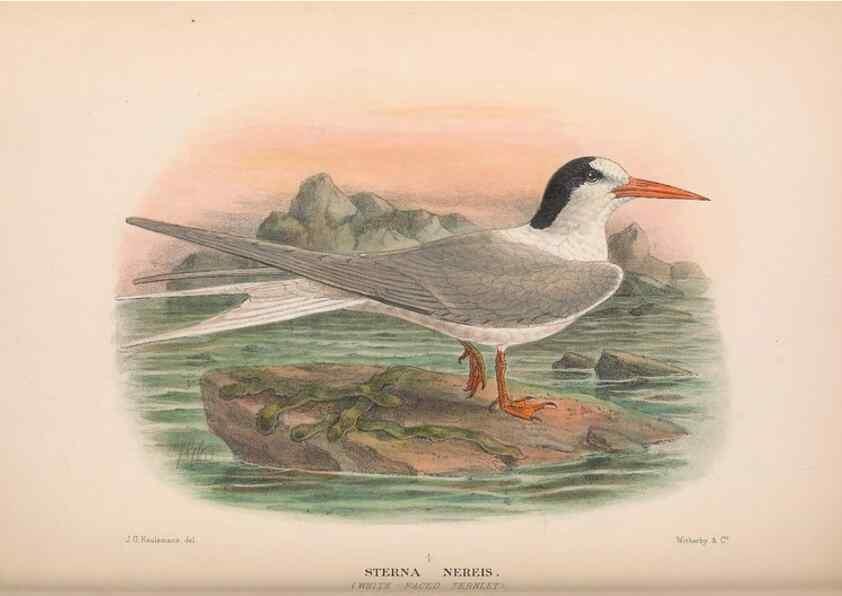 Reproducción/Reproduction 48683974358: The Birds of Australia. London :Witherby & Co.,1910-1927.. 