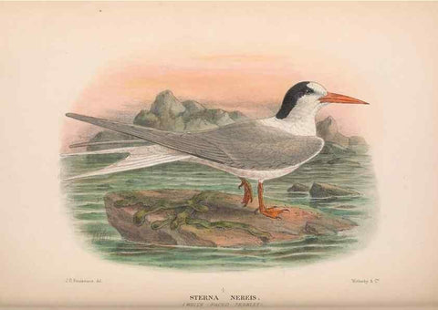 Reproducción/Reproduction 48683974358: The Birds of Australia. London :Witherby & Co.,1910-1927.. 