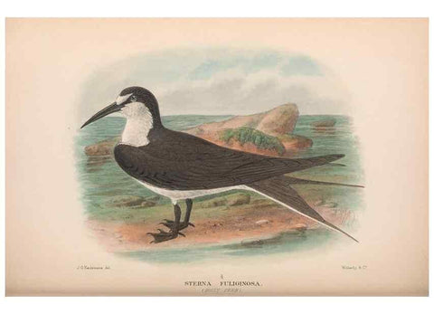 Reproducción/Reproduction 48684488062: The Birds of Australia. London :Witherby & Co.,1910-1927.. 