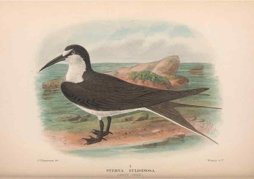 Reproducción/Reproduction 48684488062: The Birds of Australia. London :Witherby & Co.,1910-1927.. 