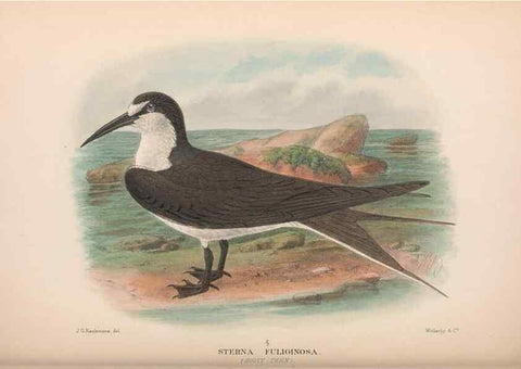 Reproducción/Reproduction 48684488062: The Birds of Australia. London :Witherby & Co.,1910-1927.. 