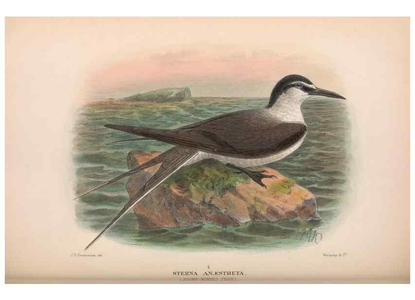Reproducción/Reproduction 48684488357: The Birds of Australia. London :Witherby & Co.,1910-1927.. 