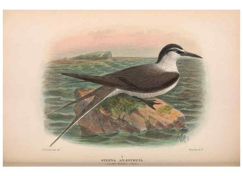 Reproducción/Reproduction 48684488357: The Birds of Australia. London :Witherby & Co.,1910-1927.. 