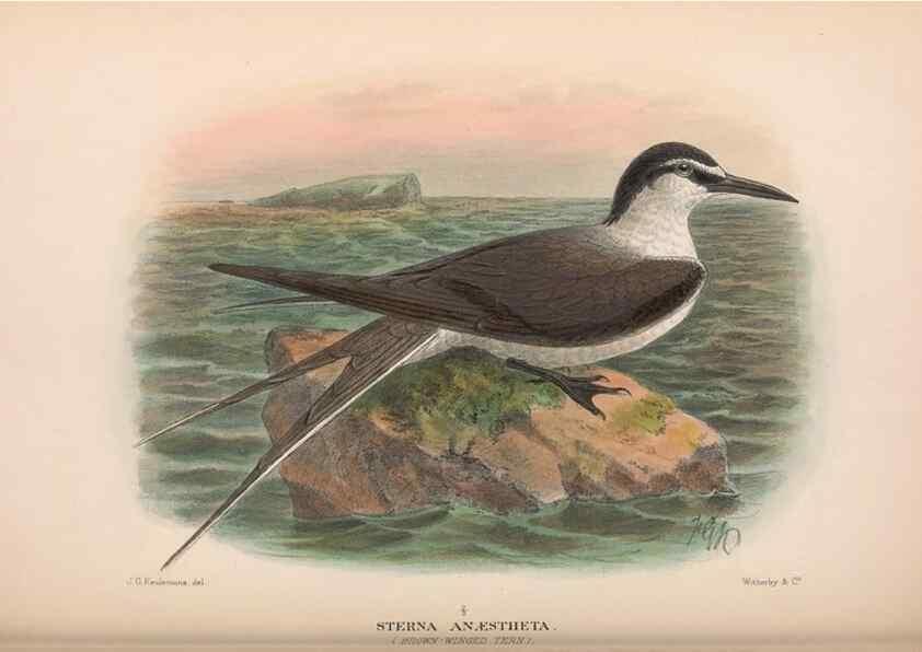 Reproducción/Reproduction 48684488357: The Birds of Australia. London :Witherby & Co.,1910-1927.. 