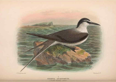 Reproducción/Reproduction 48684488357: The Birds of Australia. London :Witherby & Co.,1910-1927.. 